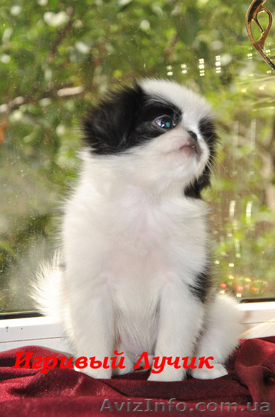 Японские хины - аристократы  - <ro>Изображение</ro><ru>Изображение</ru> #4, <ru>Объявление</ru> #443491