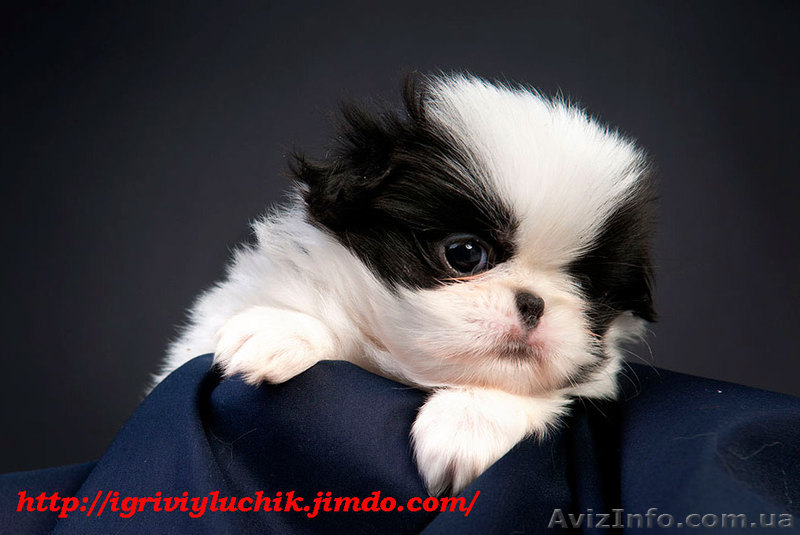 Японские хины - аристократы  - <ro>Изображение</ro><ru>Изображение</ru> #7, <ru>Объявление</ru> #443491