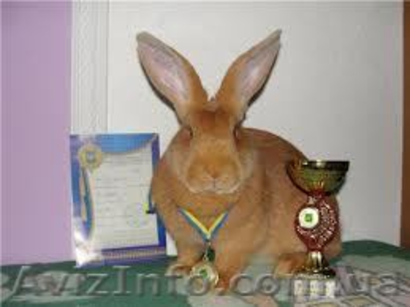 Яйцо перепелиное, мясо перепелов, мясо кролика. - <ro>Изображение</ro><ru>Изображение</ru> #4, <ru>Объявление</ru> #917983