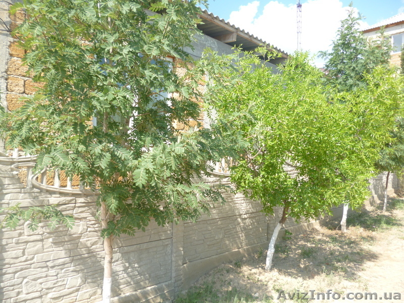 Отдых у моря в Судаке - <ro>Изображение</ro><ru>Изображение</ru> #6, <ru>Объявление</ru> #921764