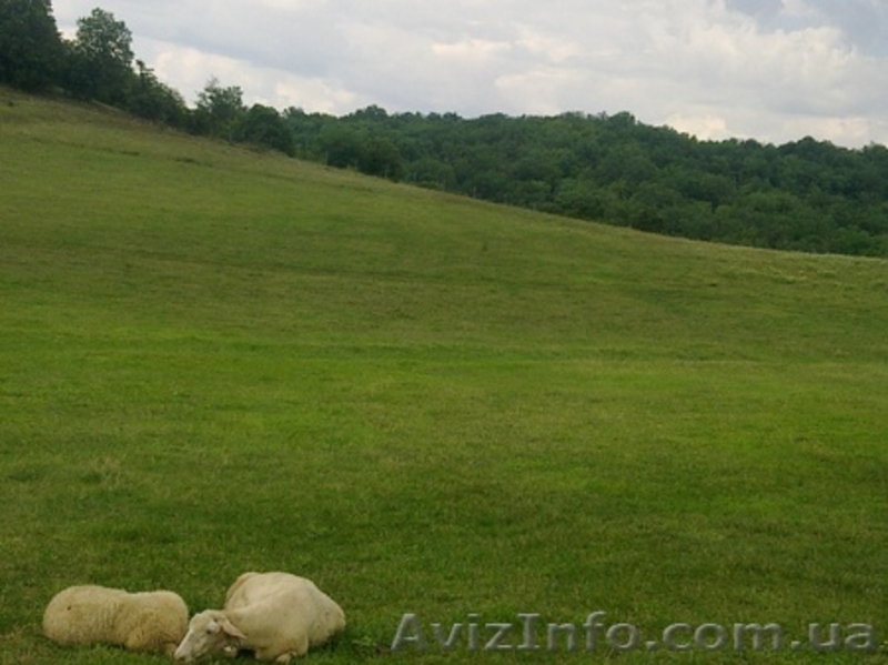 продам участок лкх 80 соток под горой БОЙКО - <ro>Изображение</ro><ru>Изображение</ru> #2, <ru>Объявление</ru> #460482