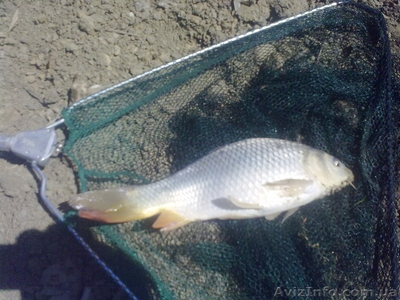 Рыбалка и отдых в Крыму, ловля карпа. - <ro>Изображение</ro><ru>Изображение</ru> #10, <ru>Объявление</ru> #940427