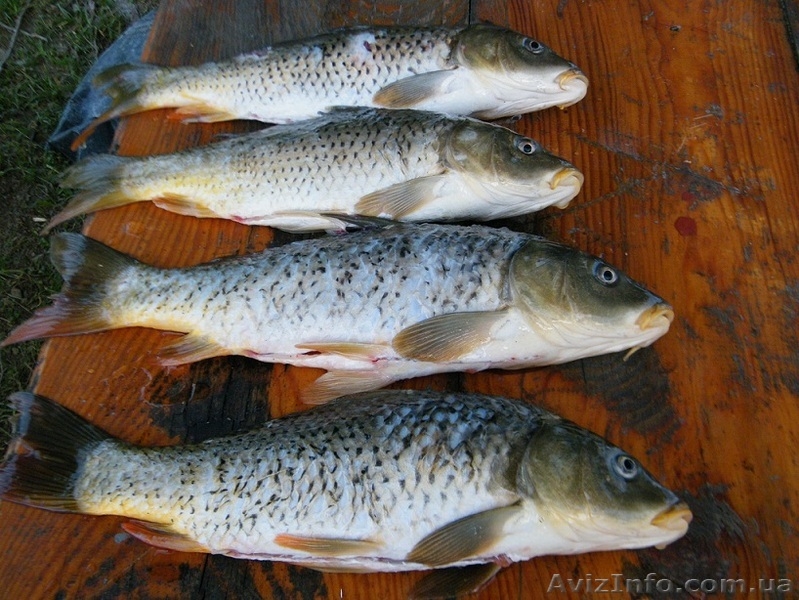 Отдых в горах Крыма, рыбалка в Голубинке - <ro>Изображение</ro><ru>Изображение</ru> #10, <ru>Объявление</ru> #940429