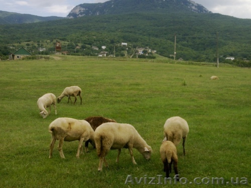 земельный участок  80 соток лкх - <ro>Изображение</ro><ru>Изображение</ru> #1, <ru>Объявление</ru> #495556