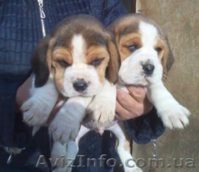 Щенки Бигль (триколор) - <ro>Изображение</ro><ru>Изображение</ru> #1, <ru>Объявление</ru> #499322