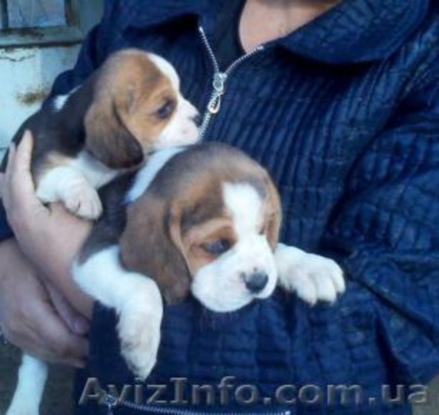 Щенки Бигль (триколор) - <ro>Изображение</ro><ru>Изображение</ru> #2, <ru>Объявление</ru> #499322