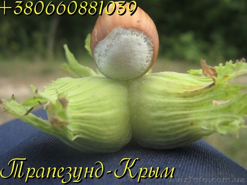 Вегетативные саженцы фундука Керасунд Круглый - <ro>Изображение</ro><ru>Изображение</ru> #1, <ru>Объявление</ru> #974149