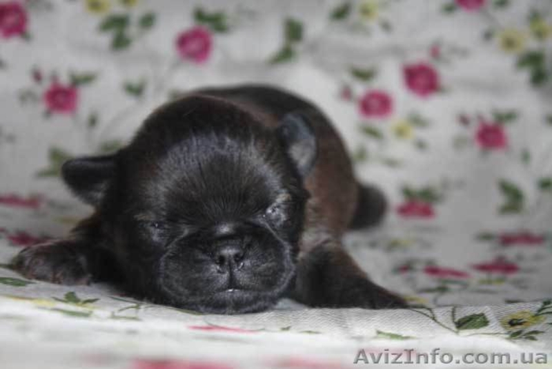 Щенки грифона – лучшие компаньоны - <ro>Изображение</ro><ru>Изображение</ru> #3, <ru>Объявление</ru> #444084