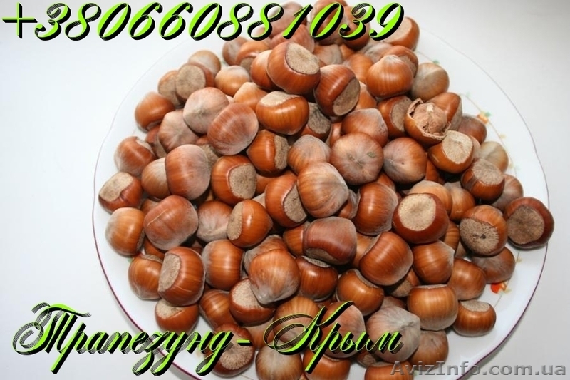 Плоды крупноплодного фундука Трапезунд в скорлупе - <ro>Изображение</ro><ru>Изображение</ru> #5, <ru>Объявление</ru> #974153