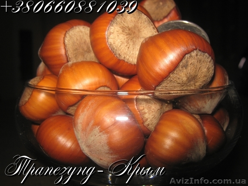 Плоды крупноплодного фундука Трапезунд в скорлупе - <ro>Изображение</ro><ru>Изображение</ru> #6, <ru>Объявление</ru> #974153