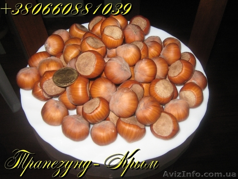 Плоды крупноплодного фундука Трапезунд в скорлупе - <ro>Изображение</ro><ru>Изображение</ru> #4, <ru>Объявление</ru> #974153