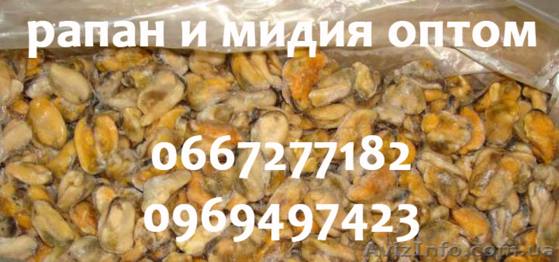 Рапан и мидия оптом - <ro>Изображение</ro><ru>Изображение</ru> #2, <ru>Объявление</ru> #987693