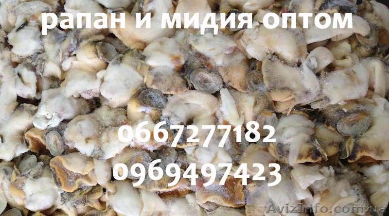 Рапан и мидия оптом - <ro>Изображение</ro><ru>Изображение</ru> #1, <ru>Объявление</ru> #987693