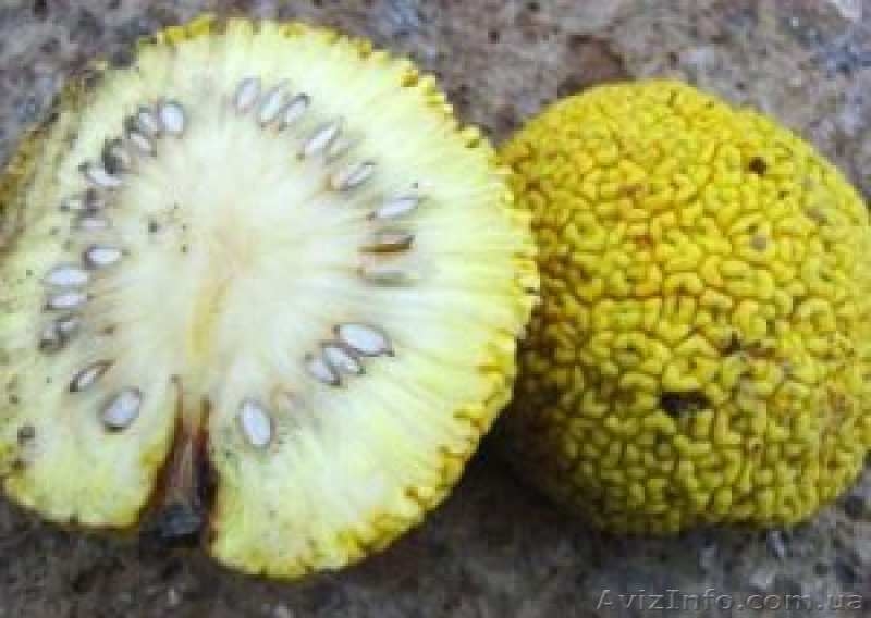 Плоды маклюры (адамово яблоко, лжеапельсин) - <ro>Изображение</ro><ru>Изображение</ru> #2, <ru>Объявление</ru> #1006506