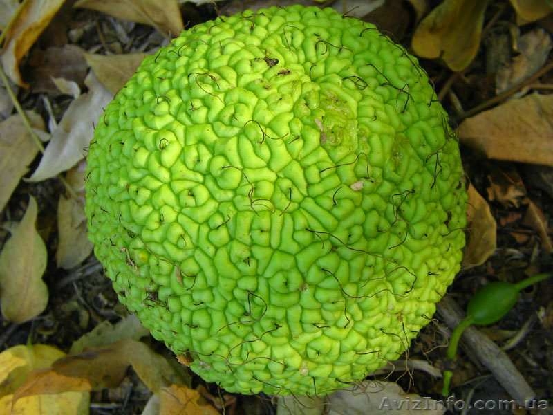 Плоды маклюры (адамово яблоко, лжеапельсин) - <ro>Изображение</ro><ru>Изображение</ru> #3, <ru>Объявление</ru> #1006506