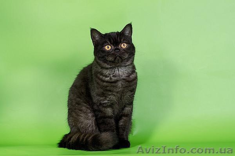 шотландские котята скоттиш фолд. страйт, хайленд - <ro>Изображение</ro><ru>Изображение</ru> #6, <ru>Объявление</ru> #893045