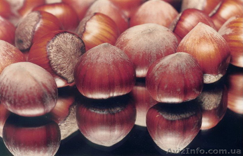 Фундук крупноплодный "Трапезунд" в скорлупе на сезон 2014-2015 - <ro>Изображение</ro><ru>Изображение</ru> #4, <ru>Объявление</ru> #1080964
