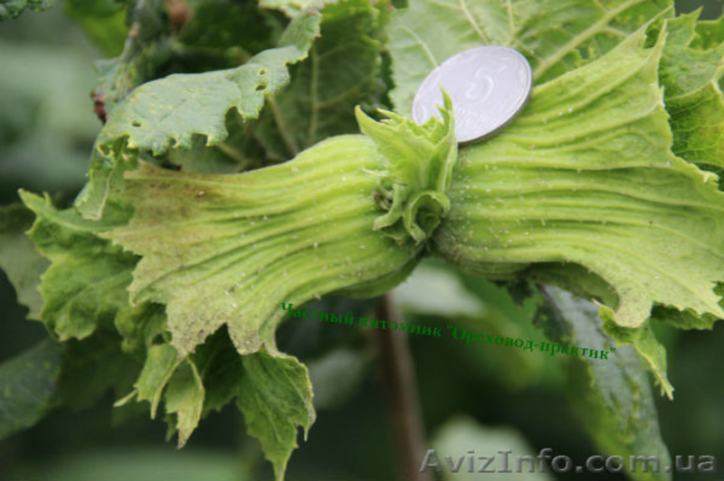 Фундук крупноплодный "Трапезунд" в скорлупе на сезон 2014-2015 - <ro>Изображение</ro><ru>Изображение</ru> #1, <ru>Объявление</ru> #1080964