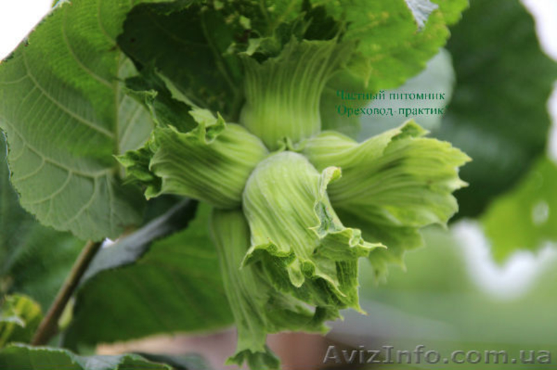 Фундук крупноплодный "Трапезунд" в скорлупе на сезон 2014-2015 - <ro>Изображение</ro><ru>Изображение</ru> #2, <ru>Объявление</ru> #1080964