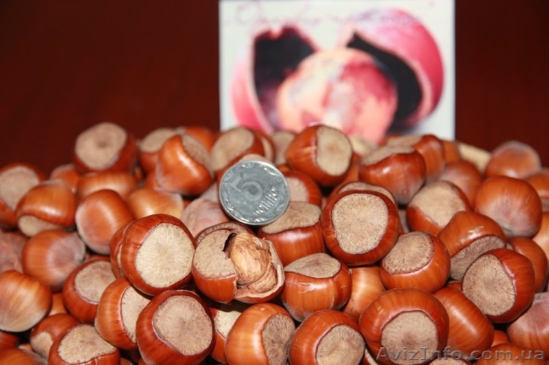 Фундук крупноплодный "Трапезунд" в скорлупе на сезон 2014-2015 - <ro>Изображение</ro><ru>Изображение</ru> #5, <ru>Объявление</ru> #1080964