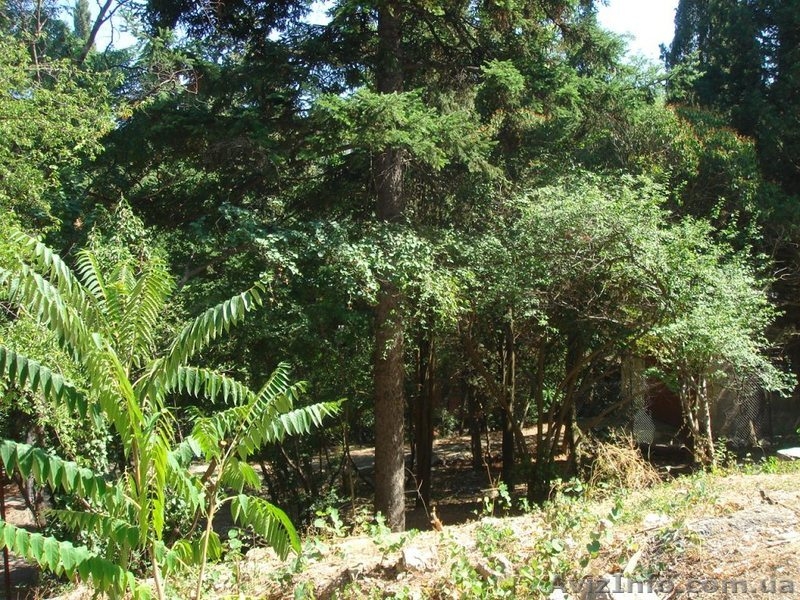 Продам участок в центре г.Ялты 6.7 соток. - <ro>Изображение</ro><ru>Изображение</ru> #3, <ru>Объявление</ru> #1136584