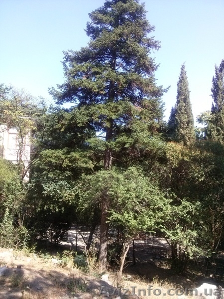 Продам участок в центре г.Ялты 6.7 соток. - <ro>Изображение</ro><ru>Изображение</ru> #5, <ru>Объявление</ru> #1136584