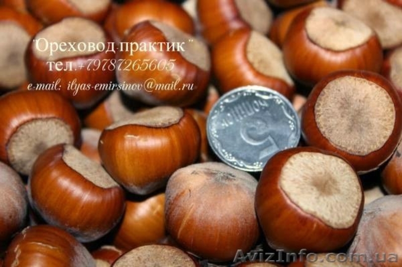 Вегетативные саженцы фундука "Трапезунд"  - <ro>Изображение</ro><ru>Изображение</ru> #4, <ru>Объявление</ru> #806210