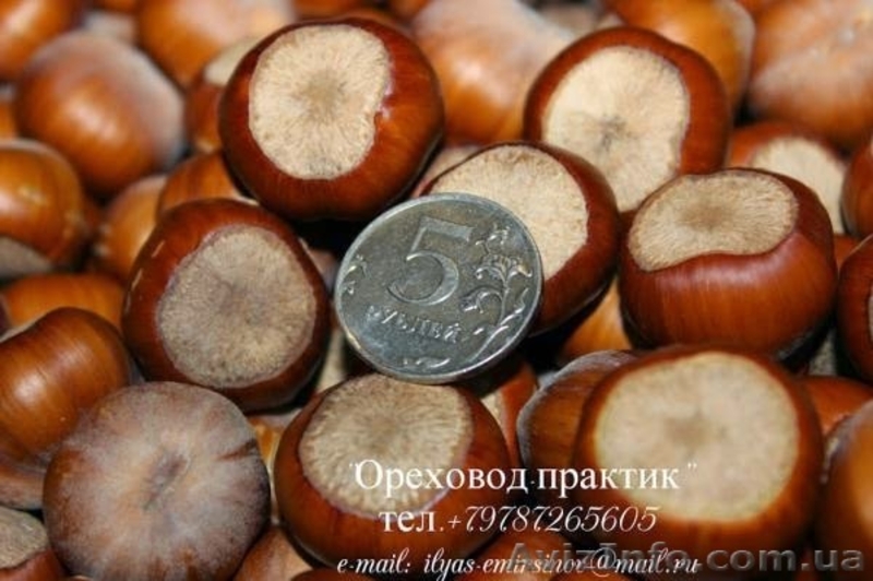 Вегетативные саженцы фундука "Трапезунд"  - <ro>Изображение</ro><ru>Изображение</ru> #5, <ru>Объявление</ru> #806210