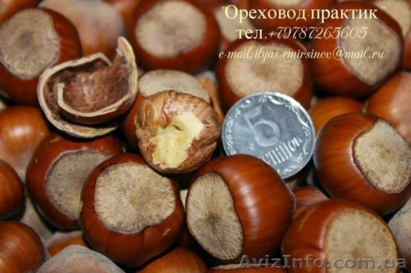 Вегетативные саженцы фундука "Трапезунд"  - <ro>Изображение</ro><ru>Изображение</ru> #6, <ru>Объявление</ru> #806210