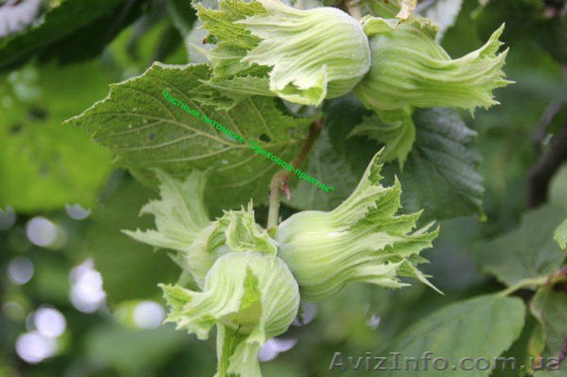 Вегетативные саженцы фундука "Трапезунд"  - <ro>Изображение</ro><ru>Изображение</ru> #3, <ru>Объявление</ru> #806210