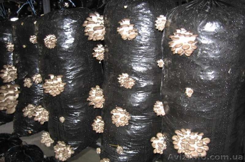 Готовые грибные блоки вешенка и шампиньон купить в Крыму - <ro>Изображение</ro><ru>Изображение</ru> #1, <ru>Объявление</ru> #1205413
