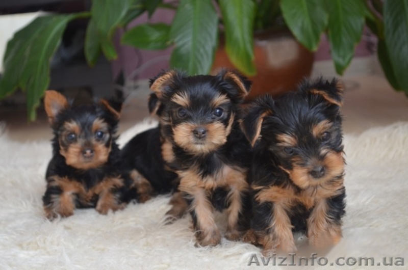 щенки Йорка  очень дешево - <ro>Изображение</ro><ru>Изображение</ru> #2, <ru>Объявление</ru> #1237100