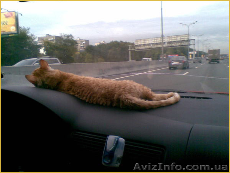 купить котенка неаллергенные кошки - <ro>Изображение</ro><ru>Изображение</ru> #3, <ru>Объявление</ru> #1249548