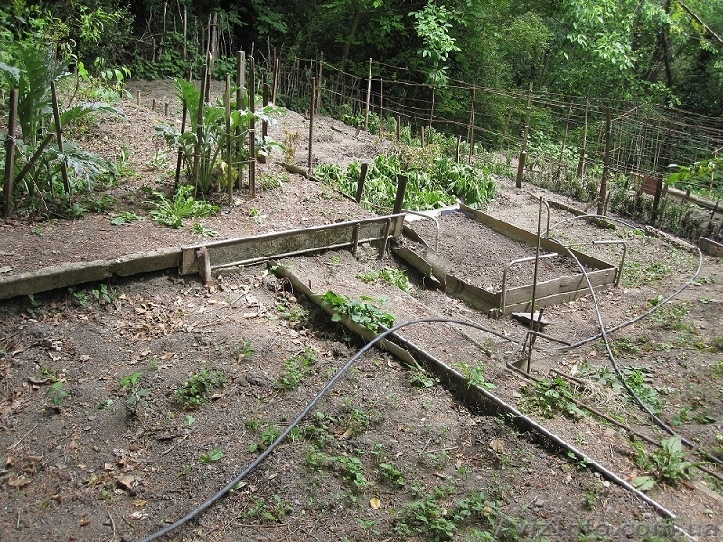 Продам земельный участок в пригороде Ялты - <ro>Изображение</ro><ru>Изображение</ru> #3, <ru>Объявление</ru> #1275506