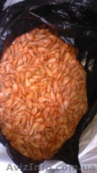 Продам черноморскую креветку оптом и в розницу - <ro>Изображение</ro><ru>Изображение</ru> #2, <ru>Объявление</ru> #1271238