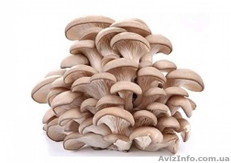 Грибные блоки готовые для выращивания вешенки в домашних условиях - <ro>Изображение</ro><ru>Изображение</ru> #2, <ru>Объявление</ru> #1298963