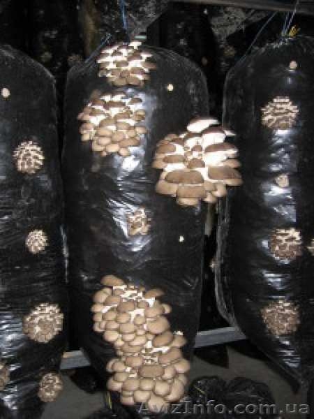 Грибные блоки готовые для выращивания вешенки в домашних условиях - <ro>Изображение</ro><ru>Изображение</ru> #3, <ru>Объявление</ru> #1298963