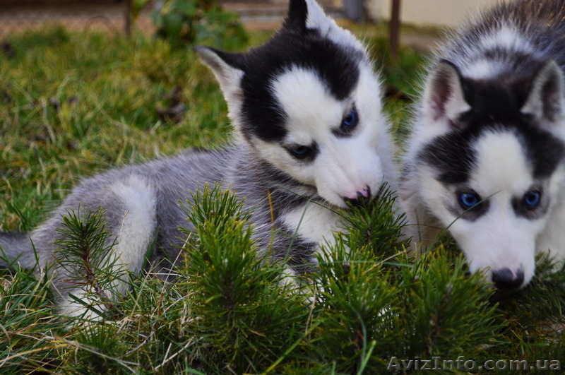 Малыши сибирский хаски КСУ. - <ro>Изображение</ro><ru>Изображение</ru> #2, <ru>Объявление</ru> #816870