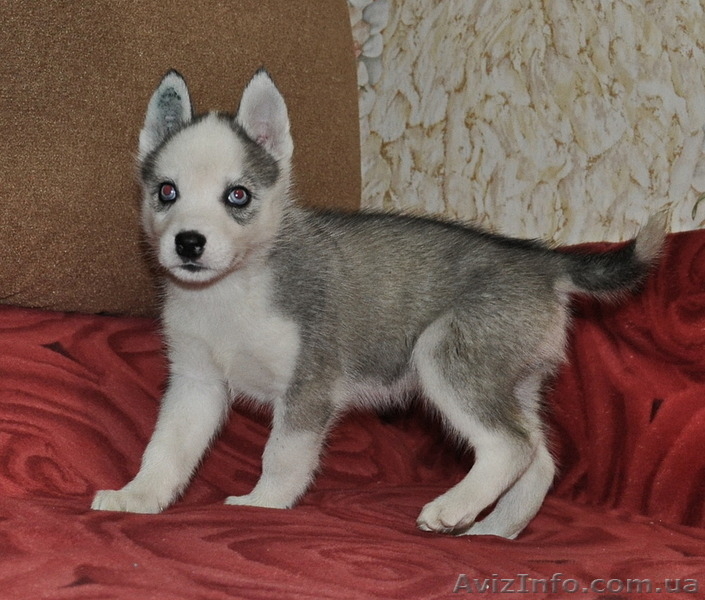 Малыши сибирский хаски КСУ. - <ro>Изображение</ro><ru>Изображение</ru> #4, <ru>Объявление</ru> #816870