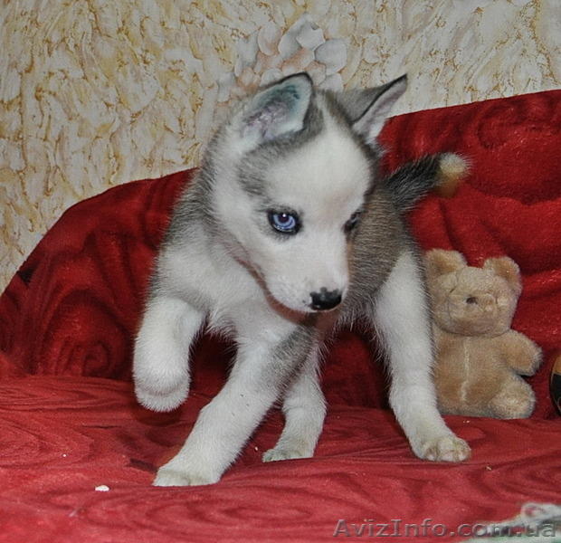 Малыши сибирский хаски КСУ. - <ro>Изображение</ro><ru>Изображение</ru> #1, <ru>Объявление</ru> #816870