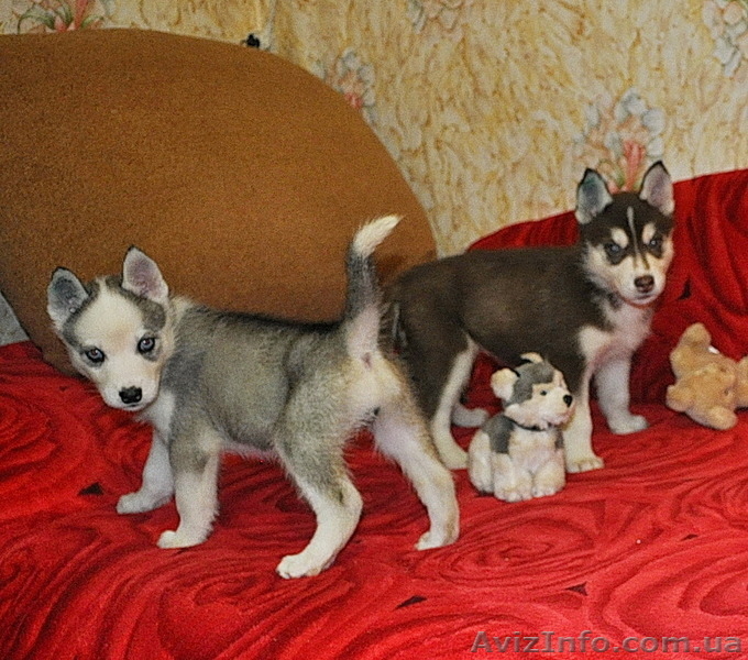 Малыши сибирский хаски КСУ. - <ro>Изображение</ro><ru>Изображение</ru> #6, <ru>Объявление</ru> #816870