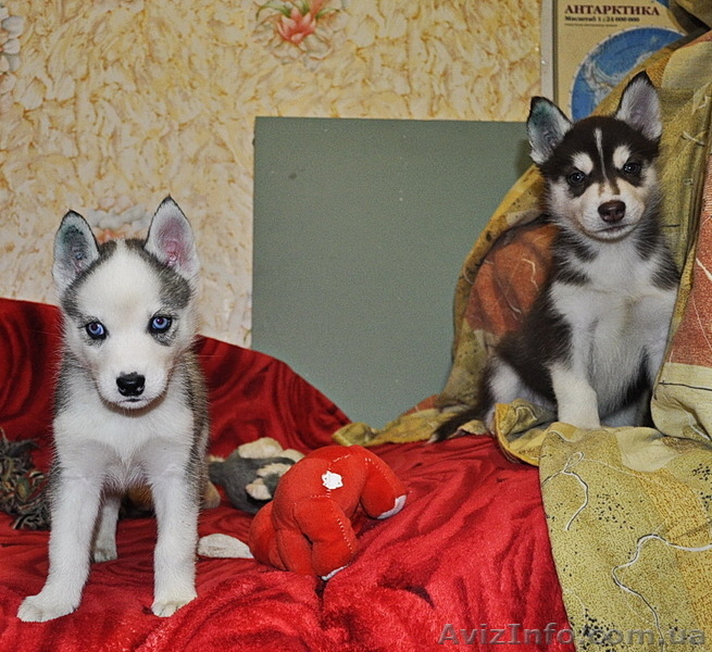 Малыши сибирский хаски КСУ. - <ro>Изображение</ro><ru>Изображение</ru> #7, <ru>Объявление</ru> #816870