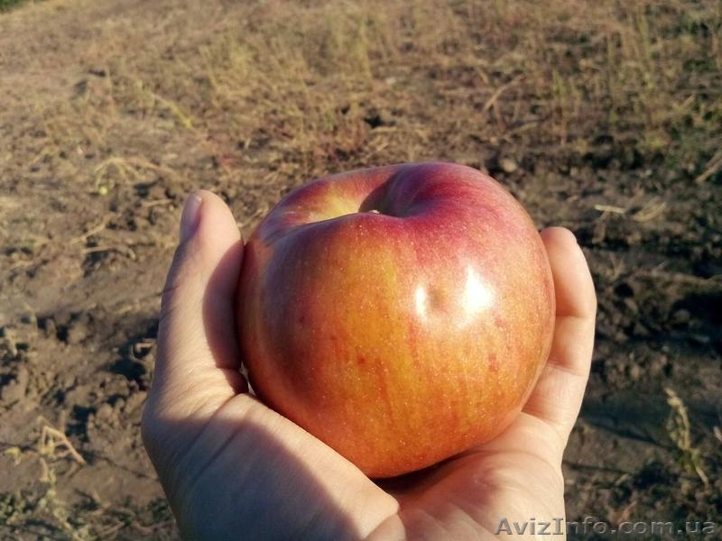 Продажа. Плодоносящий яблоневый сад в Крыму - <ro>Изображение</ro><ru>Изображение</ru> #5, <ru>Объявление</ru> #1485090