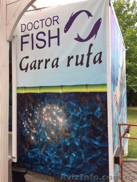 Готовый бизнес Doctor Fish - <ro>Изображение</ro><ru>Изображение</ru> #3, <ru>Объявление</ru> #1577651