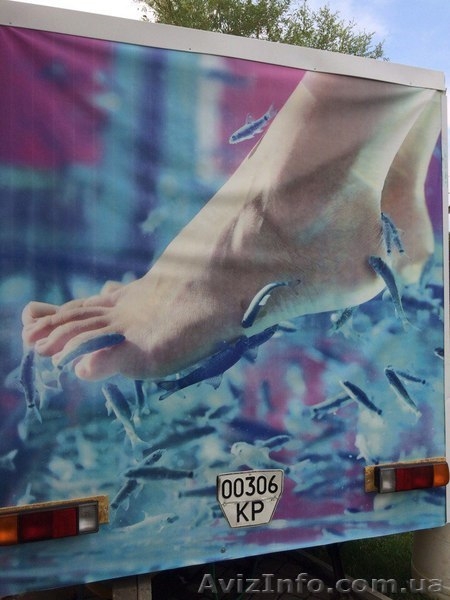 Готовый бизнес Doctor Fish - <ro>Изображение</ro><ru>Изображение</ru> #2, <ru>Объявление</ru> #1577651