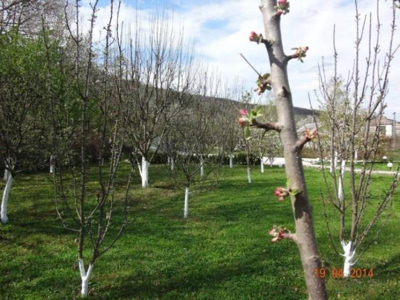 Дом в Крыму, Красносёловка - <ro>Изображение</ro><ru>Изображение</ru> #5, <ru>Объявление</ru> #1706024